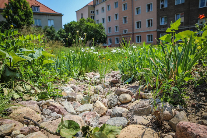 Ogród Deszczowy Gdańsk Ul Zakopiańska2