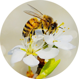 Biodiversity