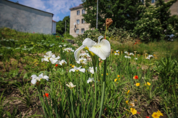 Ogród Deszczowy Gdańsk Ul Zakopiańska