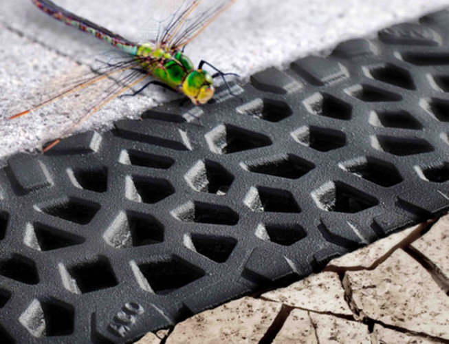 In den Flügeln einer Libelle erkennt man die Voronoi Struktur